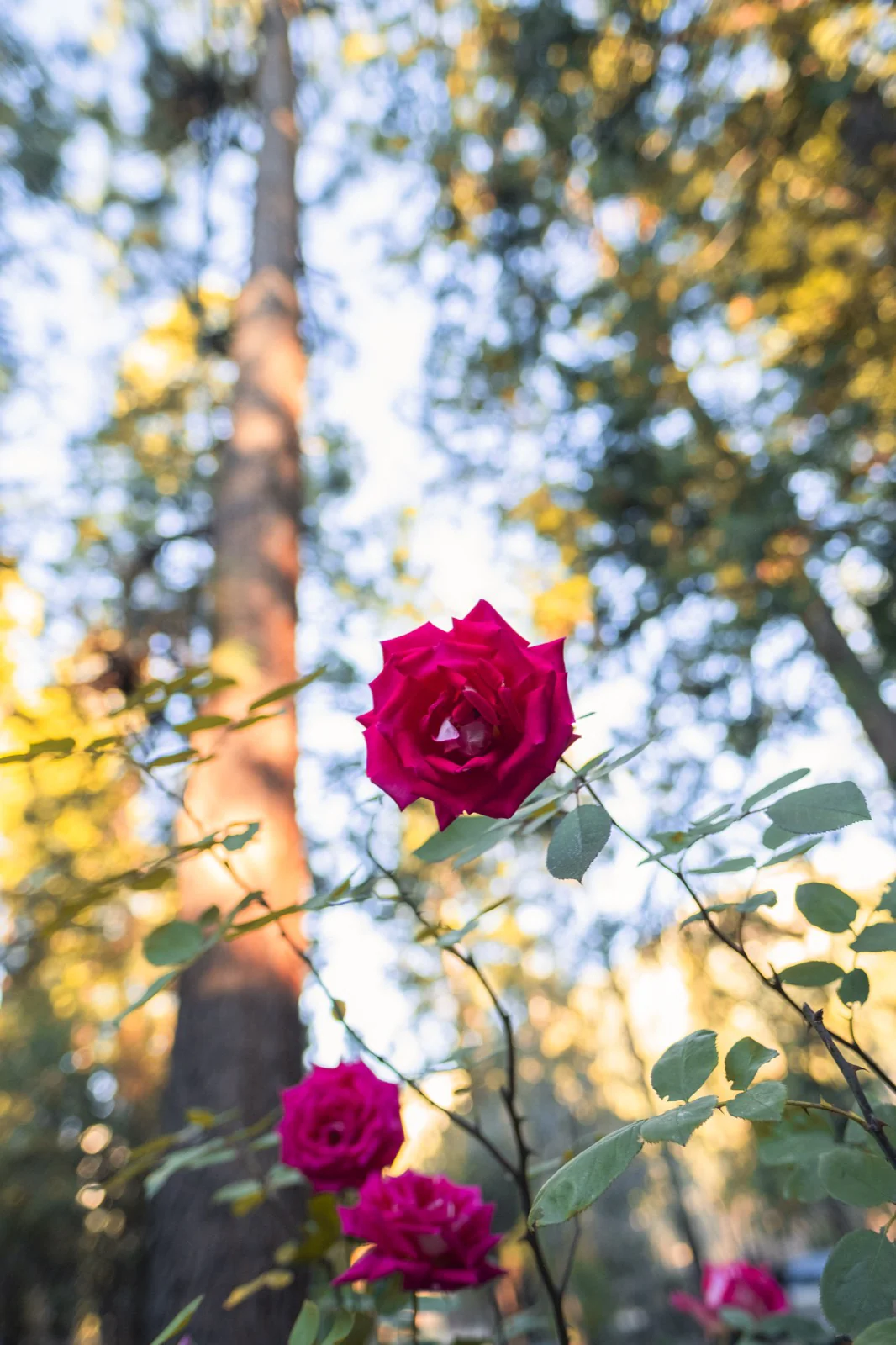 Roses in the pines